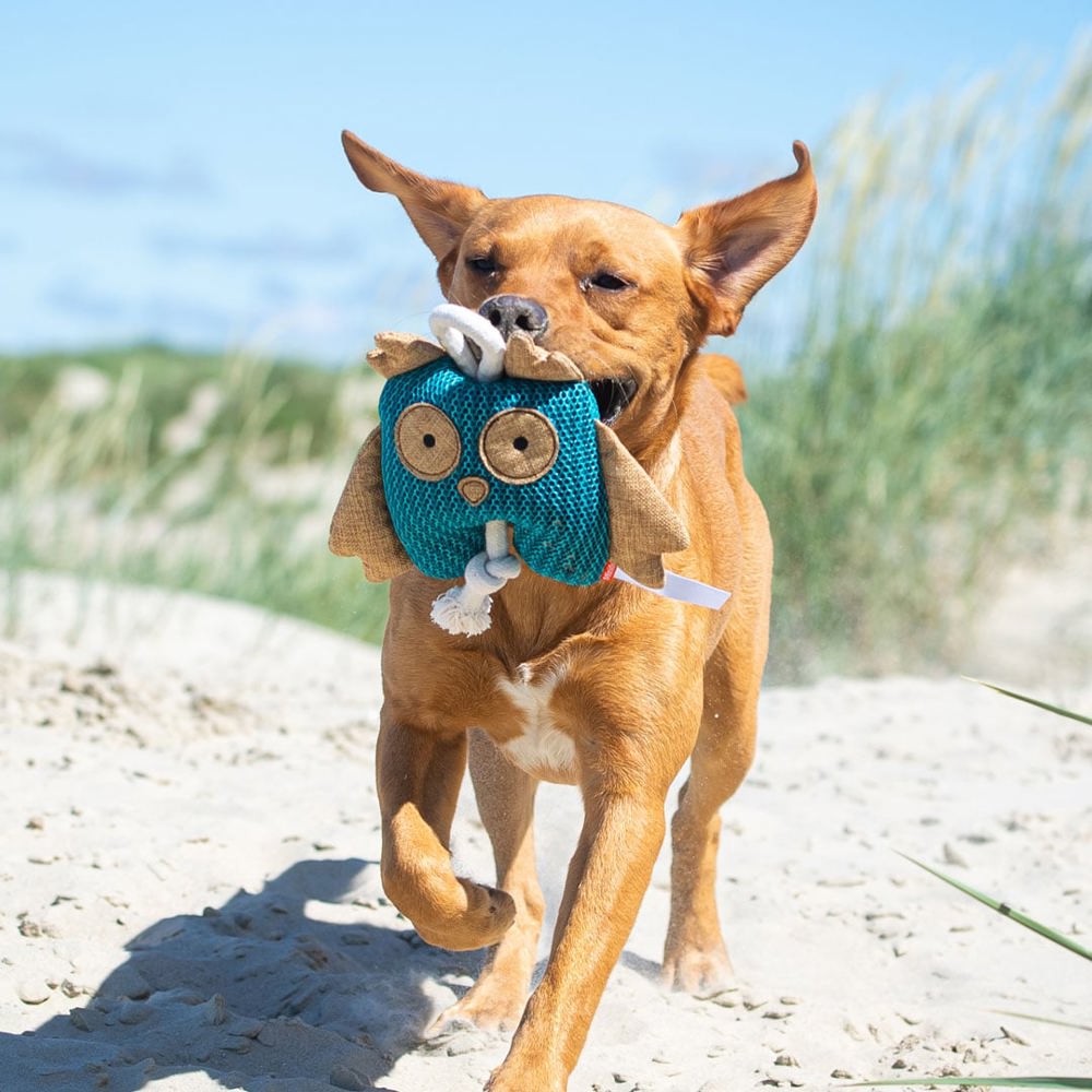 Hundespielzeug Eule, blau, one size